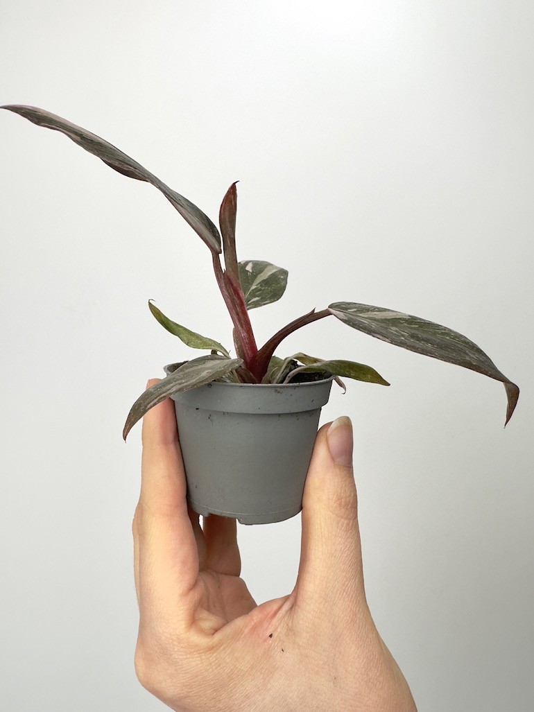 Philodendron Pink Princess Marble