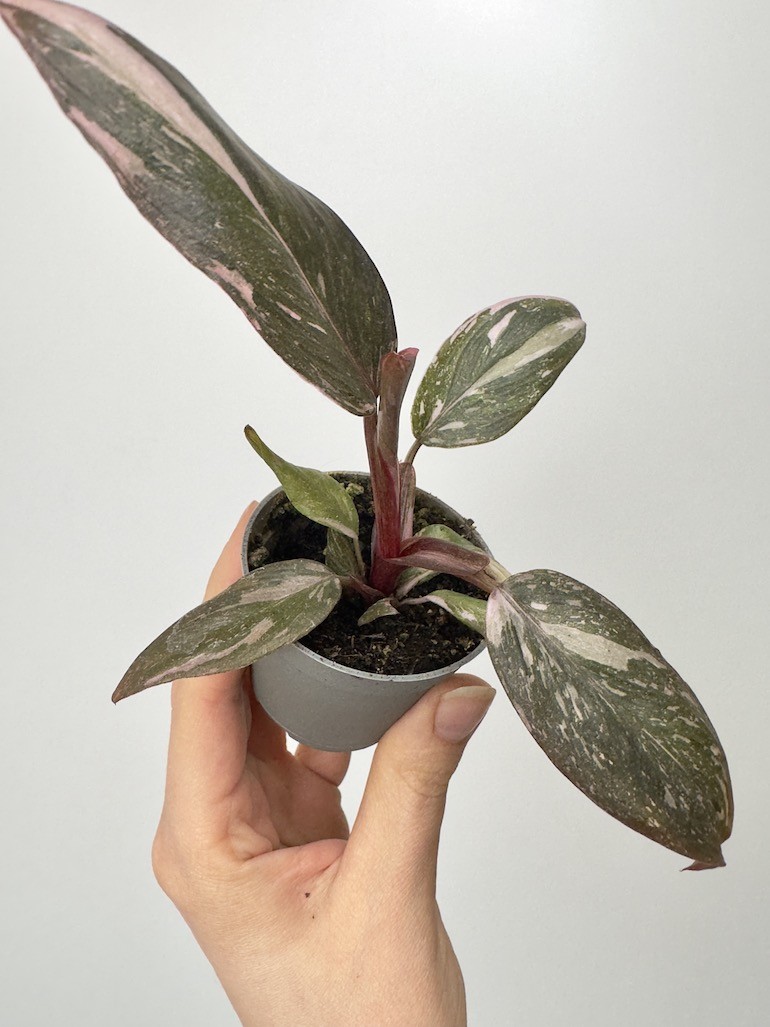 Philodendron Pink Princess Marble