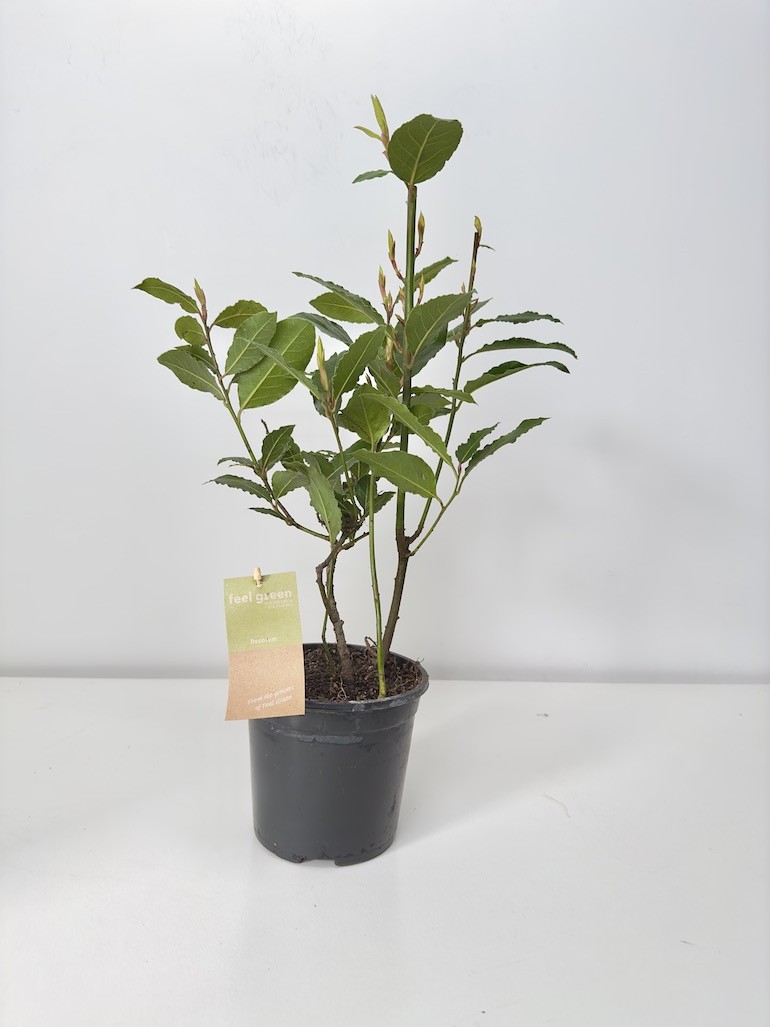Laurus nobilis Bush (liść laurowy) 40 cm