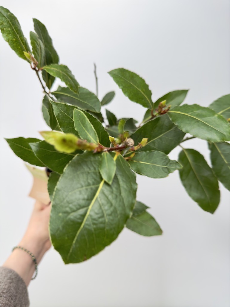 Laurus nobilis Bush (liść laurowy) 40 cm