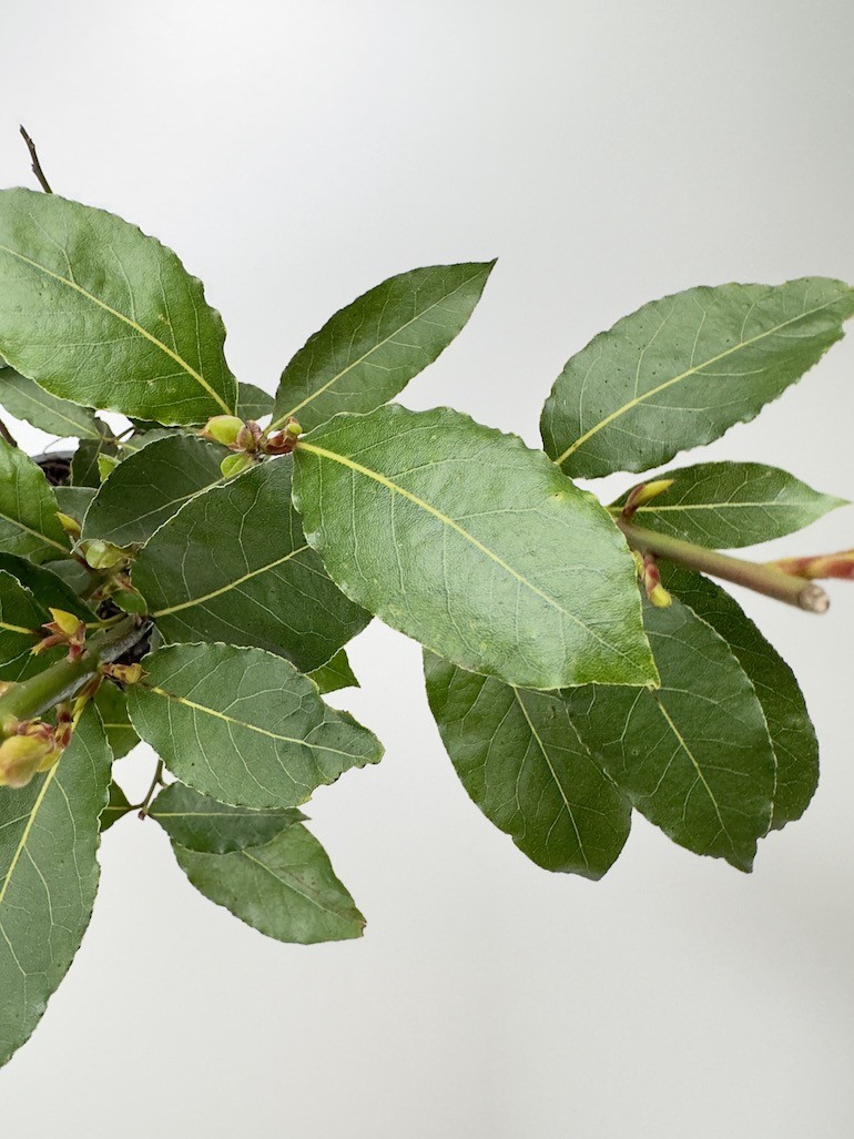 Laurus nobilis Bush (liść laurowy) 40 cm