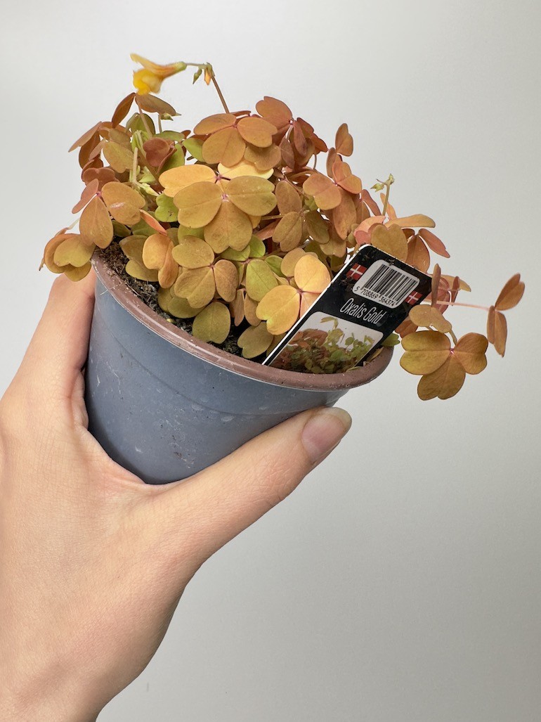 Oxalis Gold Koniczyna szczęścia