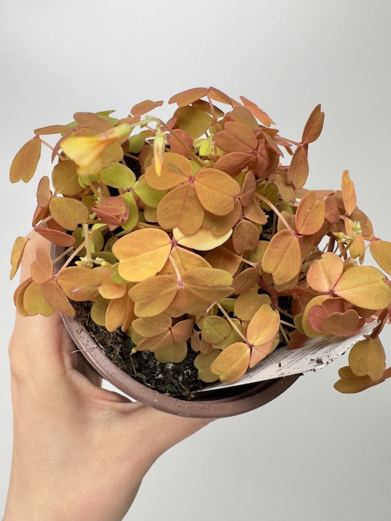 Oxalis Gold Koniczyna szczęścia