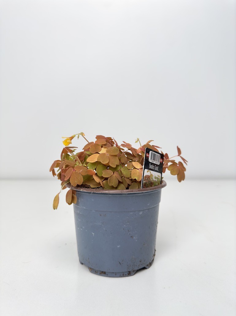 Oxalis Gold Koniczyna szczęścia