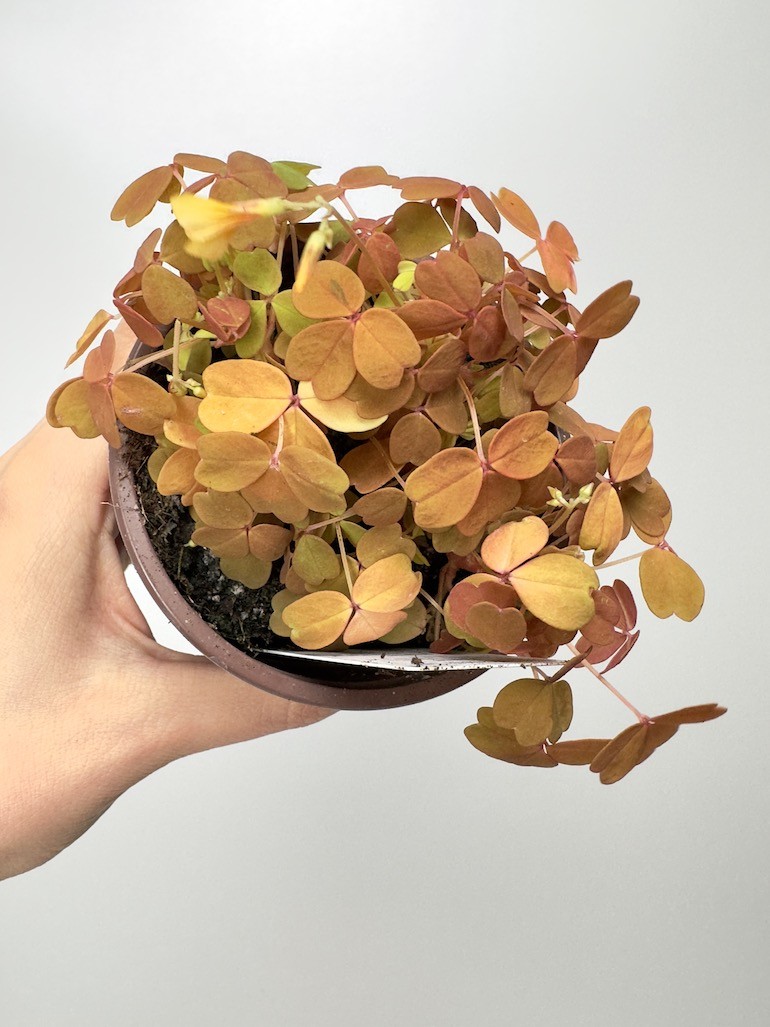 Oxalis Gold Koniczyna szczęścia