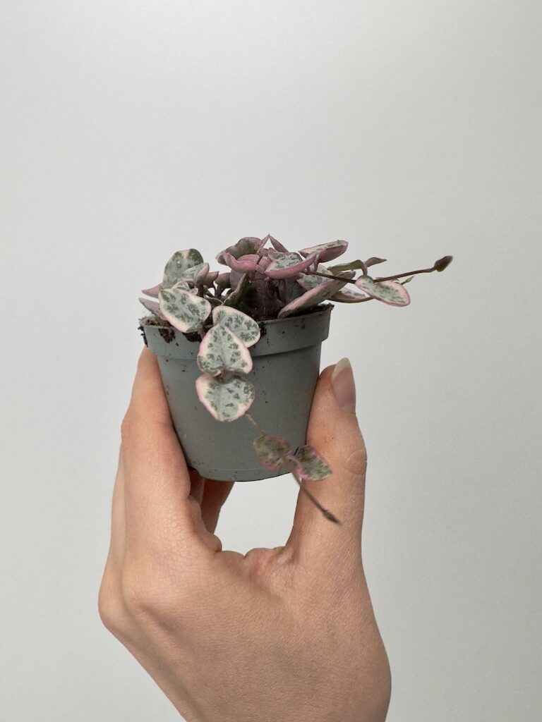 Ceropegia Variegata