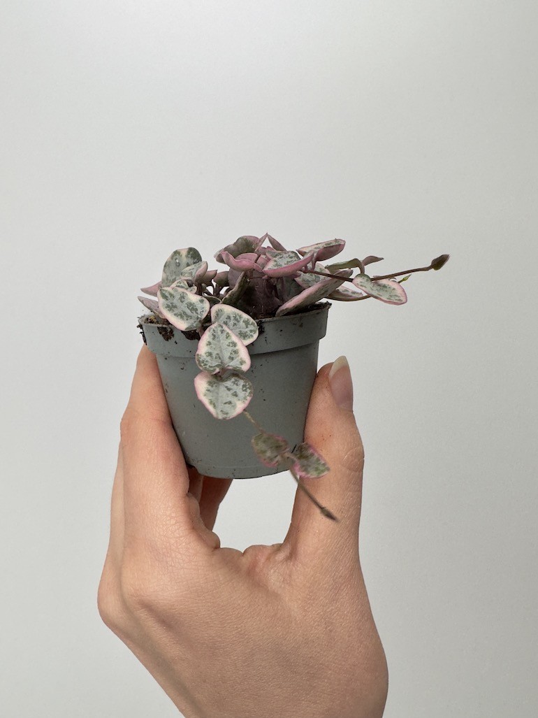 Ceropegia Variegata