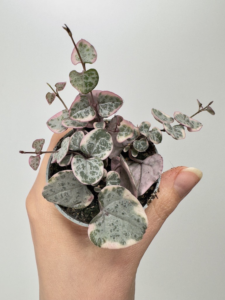 Ceropegia Variegata