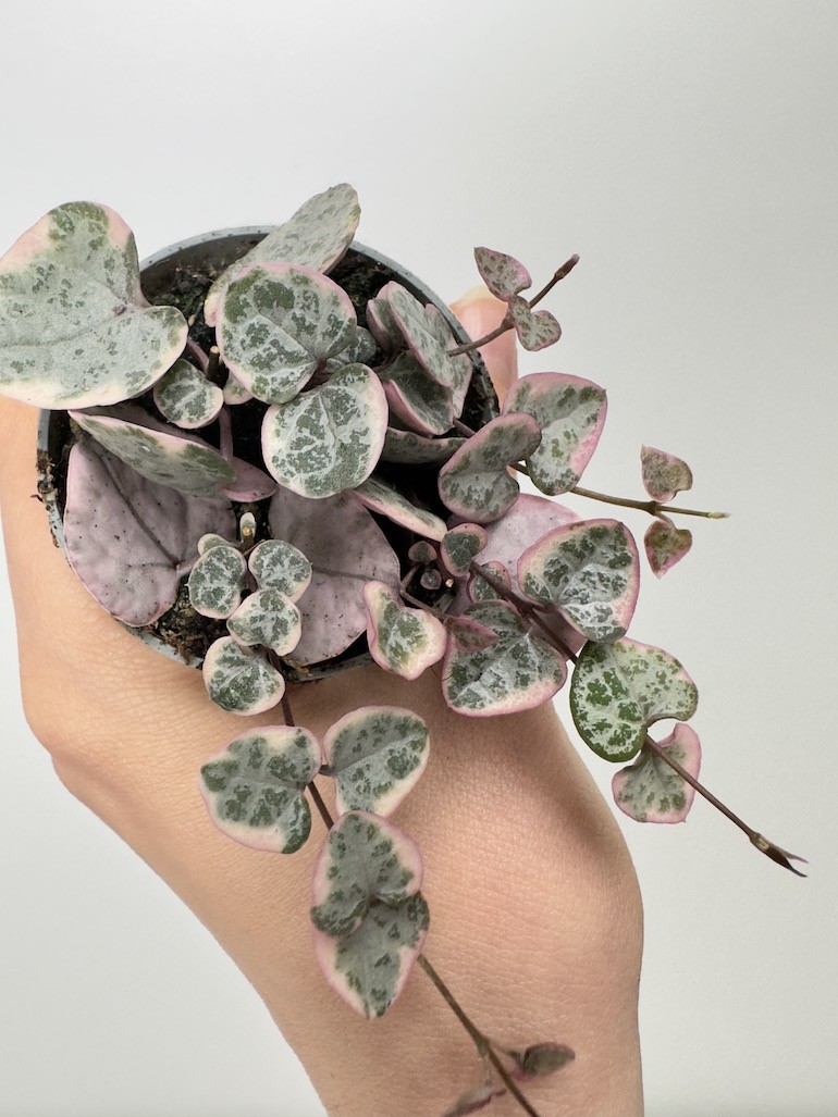Ceropegia Variegata