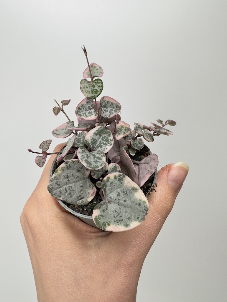 Ceropegia Variegata