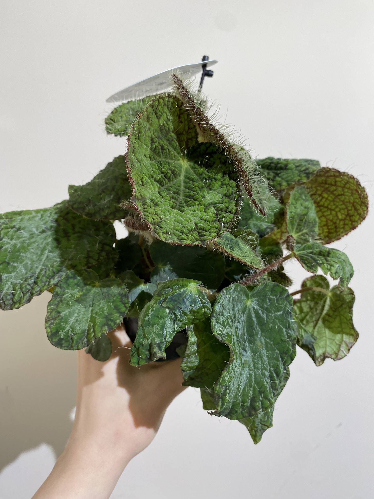 Begonia Tamaya