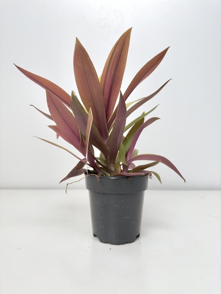 Tradescantia Sitara Gold