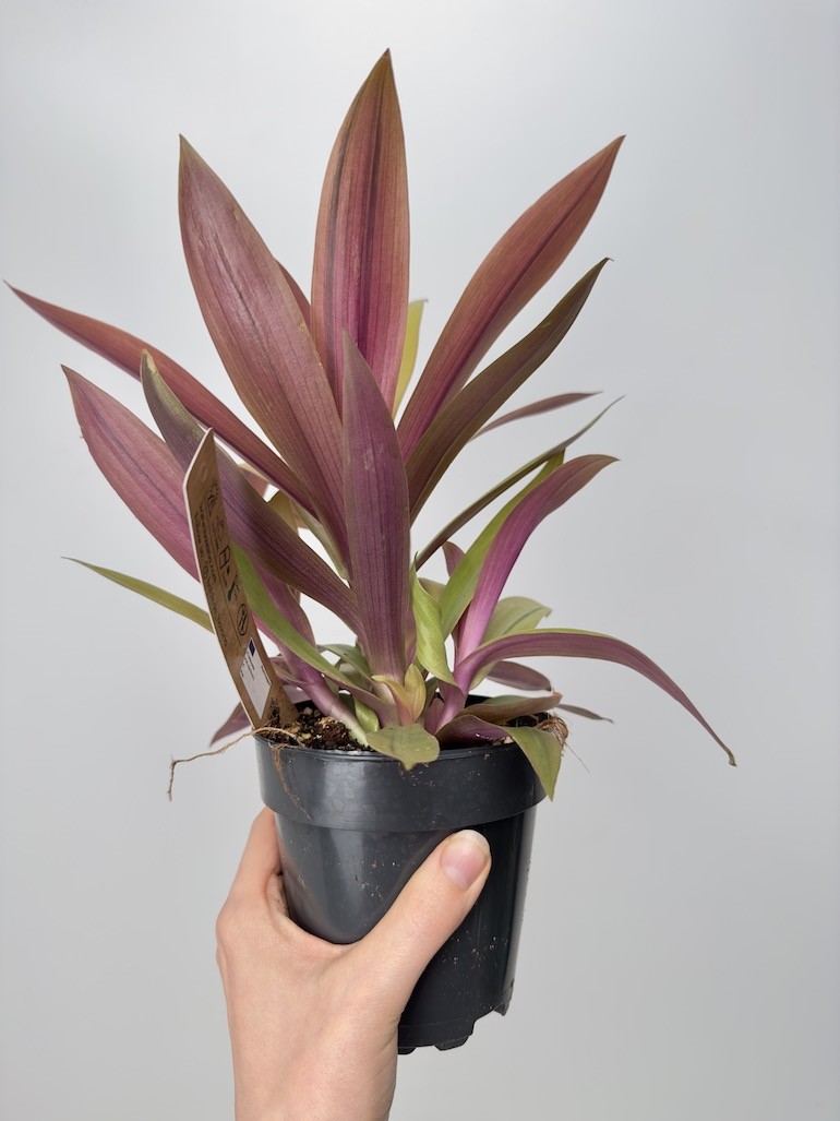 Tradescantia Sitara Gold
