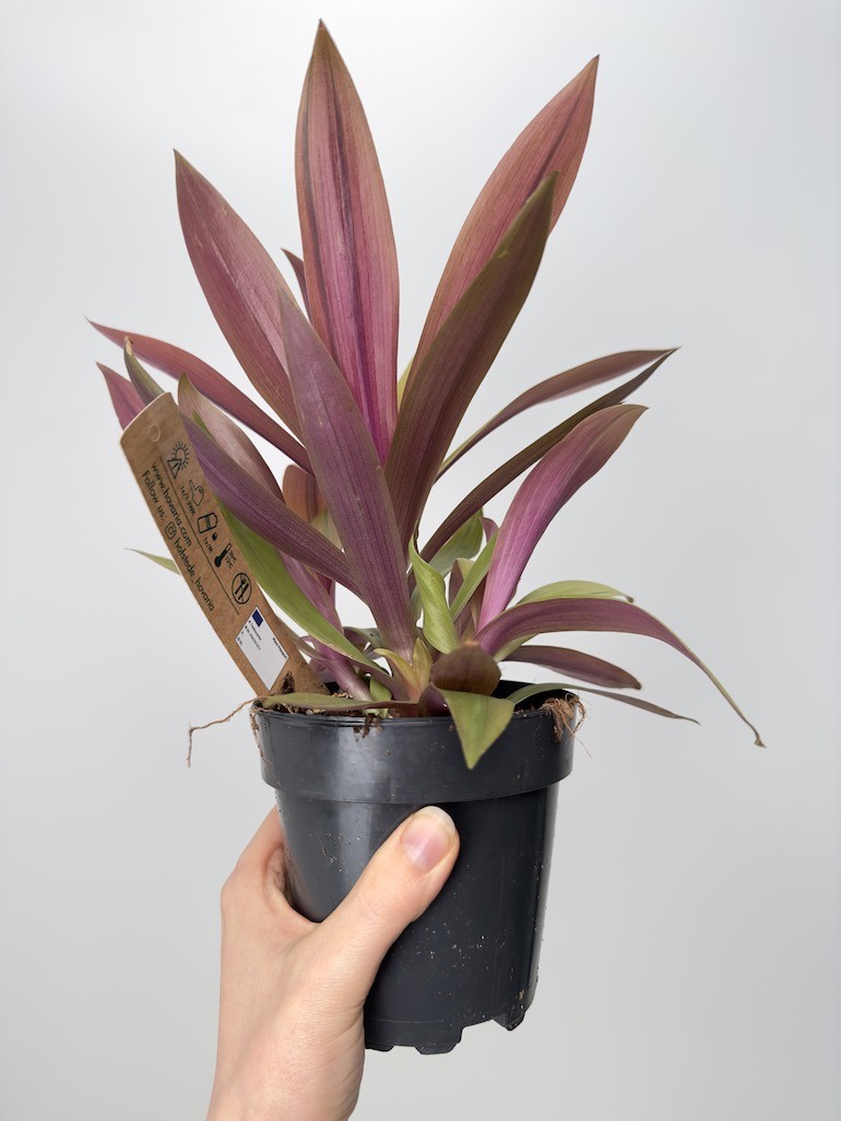 Tradescantia Sitara Gold