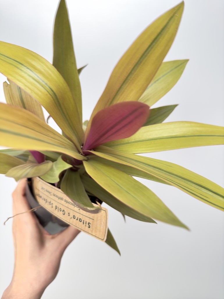 Tradescantia Sitara Gold
