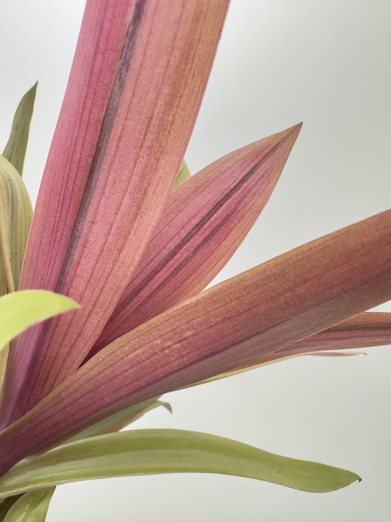 Tradescantia Sitara Gold