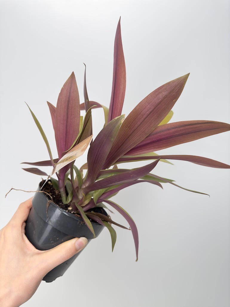 Tradescantia Sitara Gold