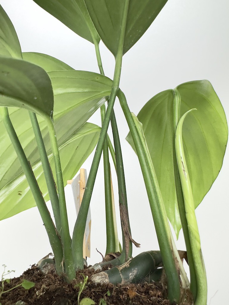 Philodendron Kyllin Tali