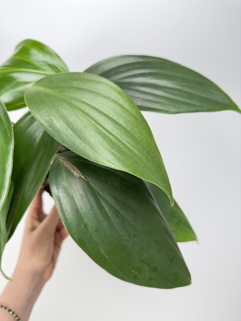Philodendron Kyllin Tali