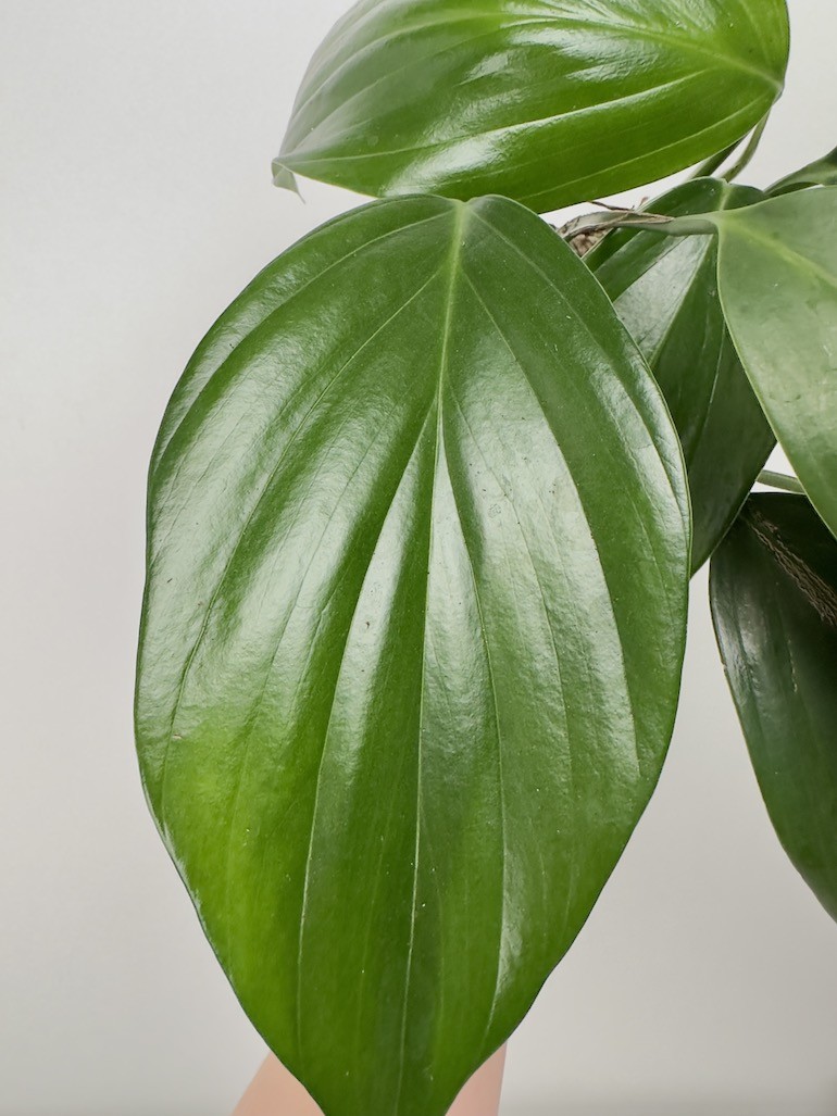 Philodendron Kyllin Tali