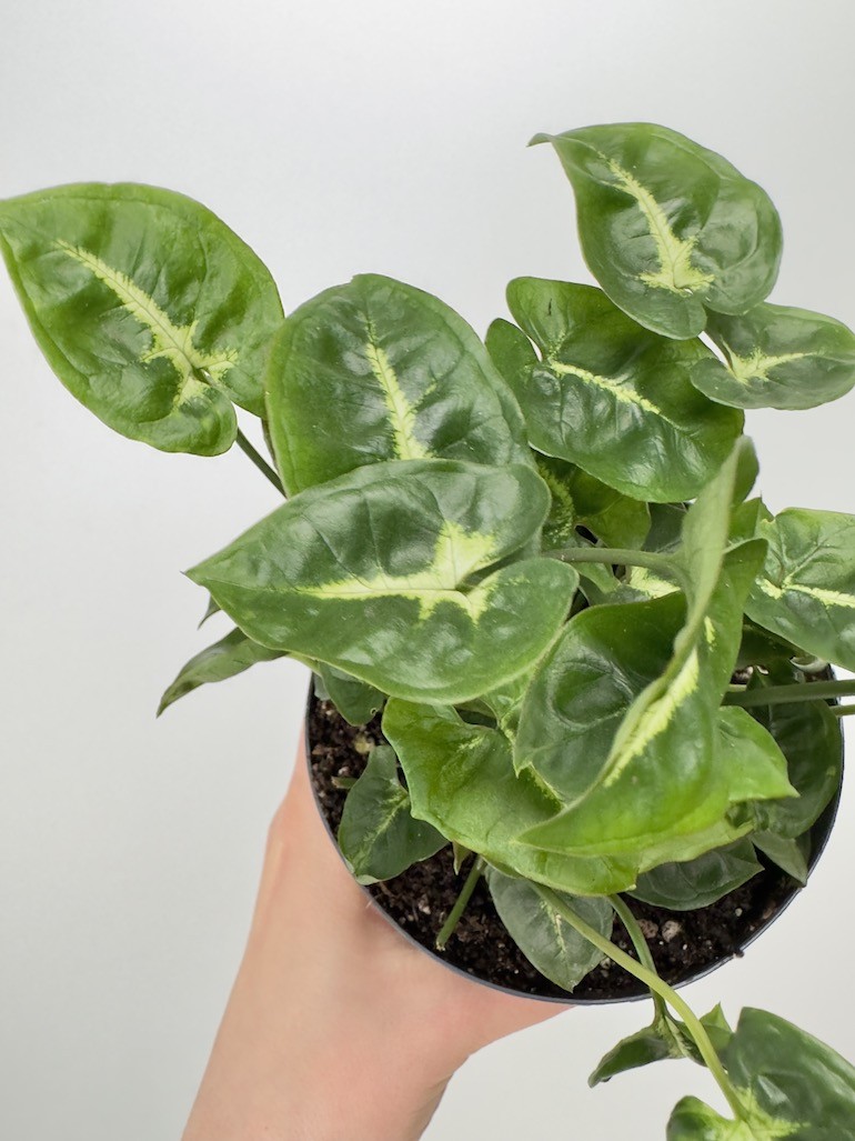 Syngonium Black Panthera|Sadzonka Rośliny
