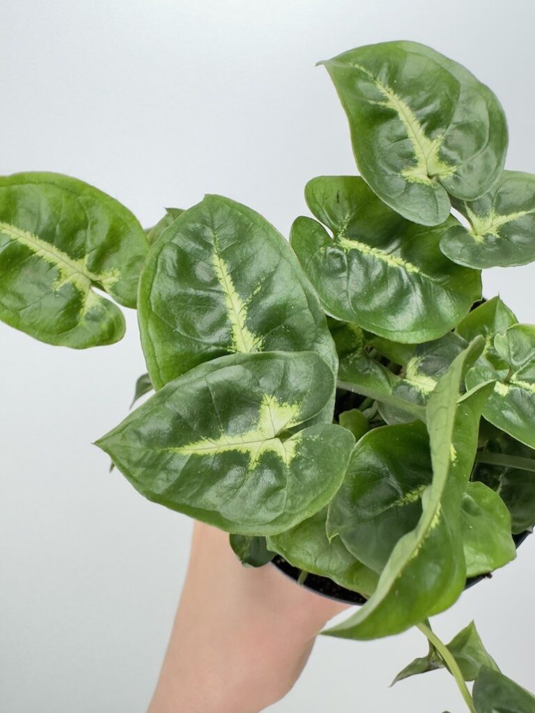 Syngonium Black Panthera|Sadzonka Rośliny