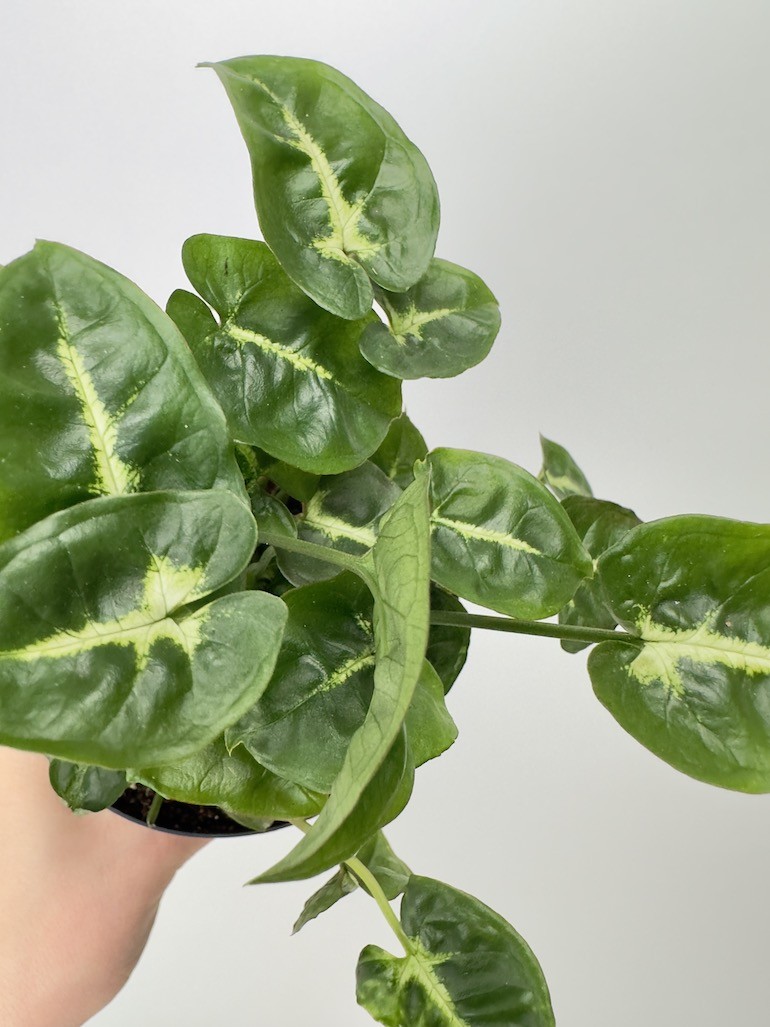 Syngonium Black Panthera|Sadzonka Rośliny