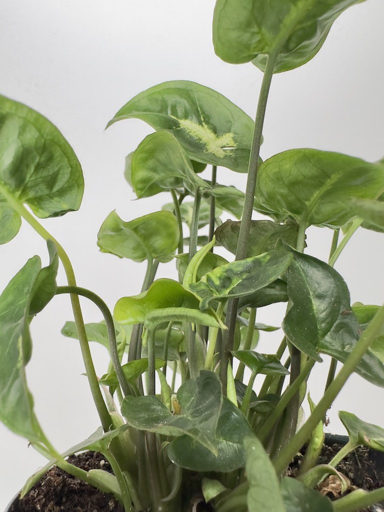 Syngonium Black Panthera|Sadzonka Rośliny