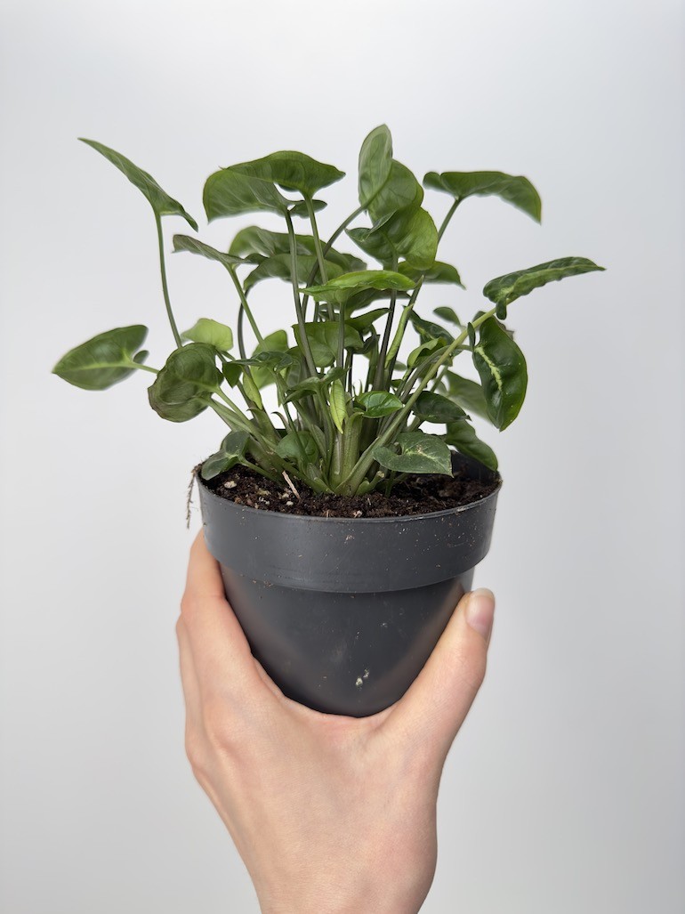Syngonium Black Panthera|Sadzonka Rośliny