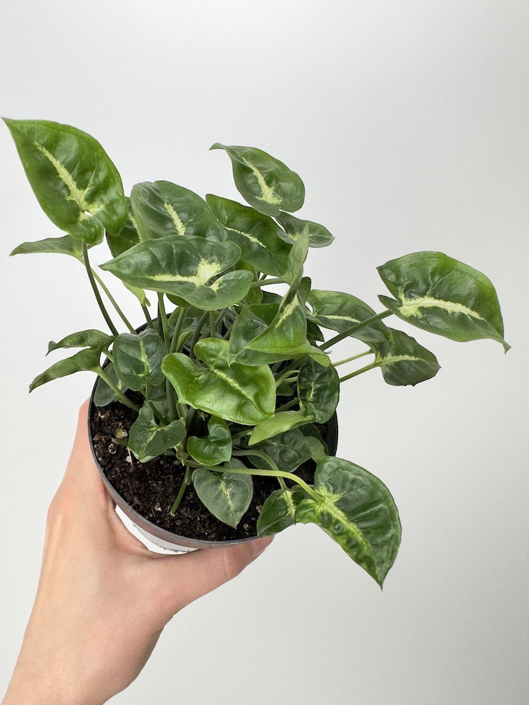 Syngonium Black Panthera|Sadzonka Rośliny
