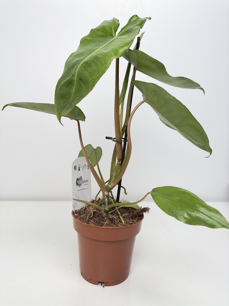 Philodendron Paraiso verde variegata