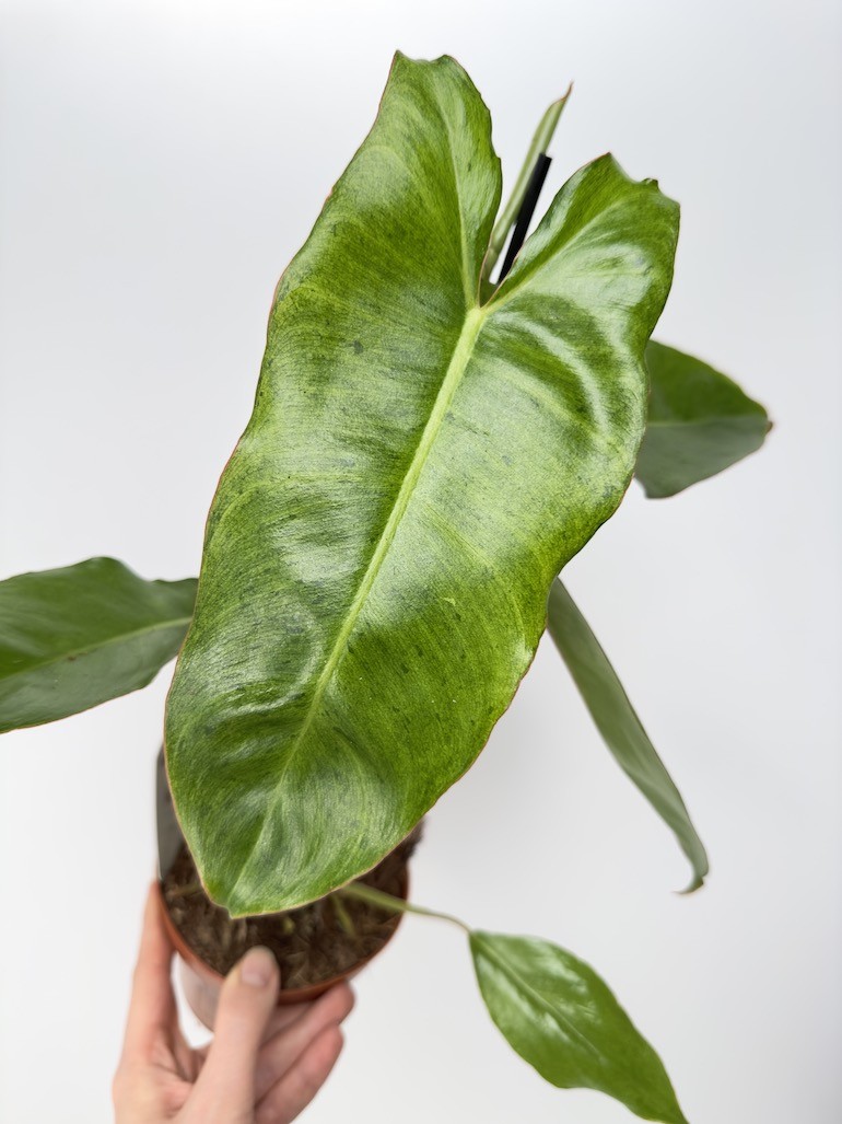 Philodendron Paraiso verde variegata
