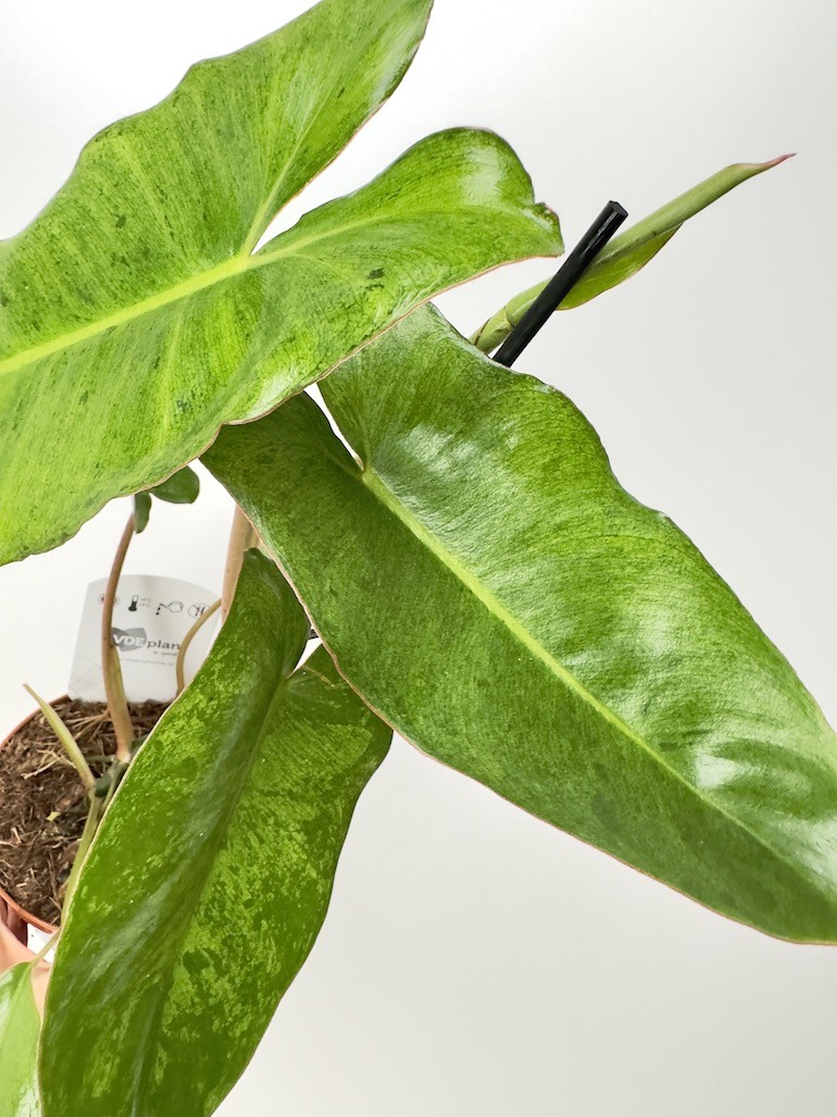 Philodendron Paraiso verde variegata