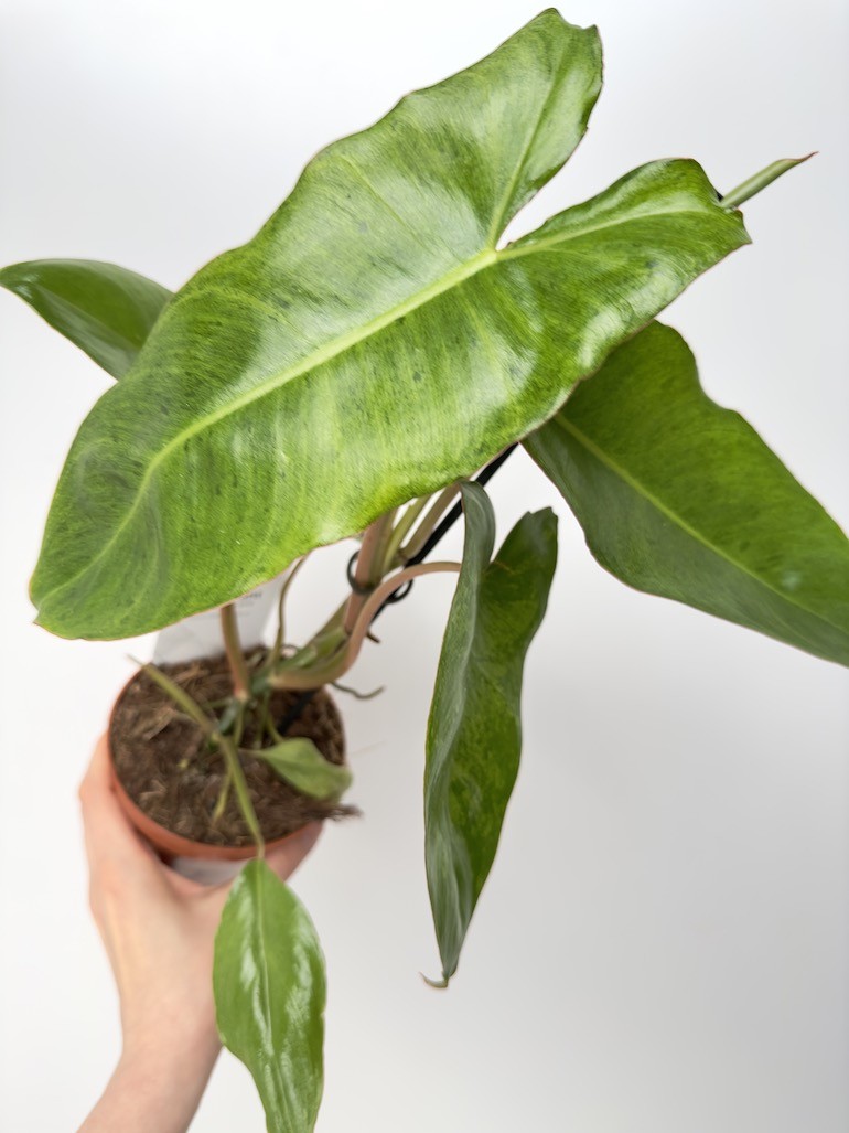 Philodendron Paraiso verde variegata