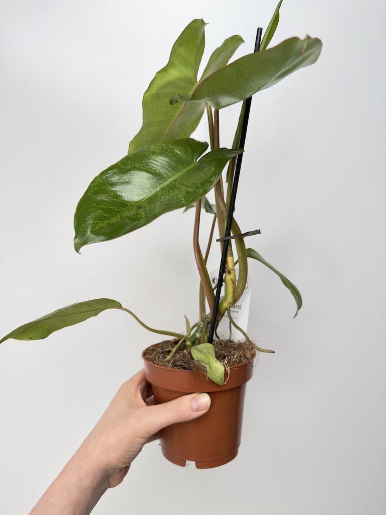 Philodendron Paraiso verde variegata