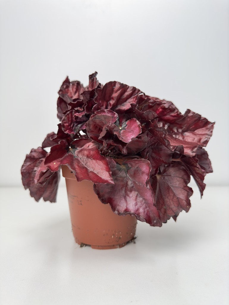 Begonia red Bull