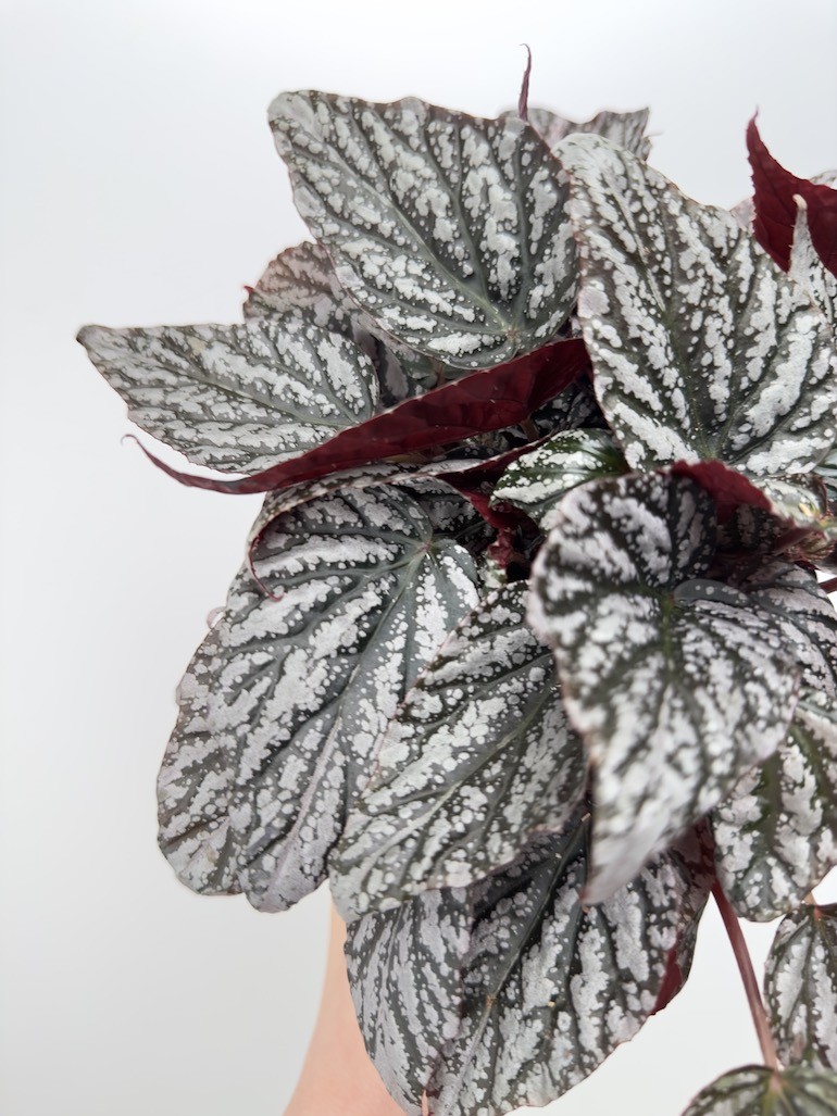 Begonia rex Jolly