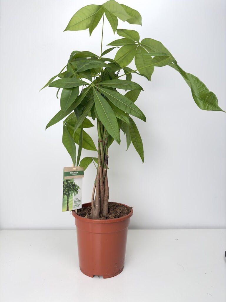 Pachira aquatica