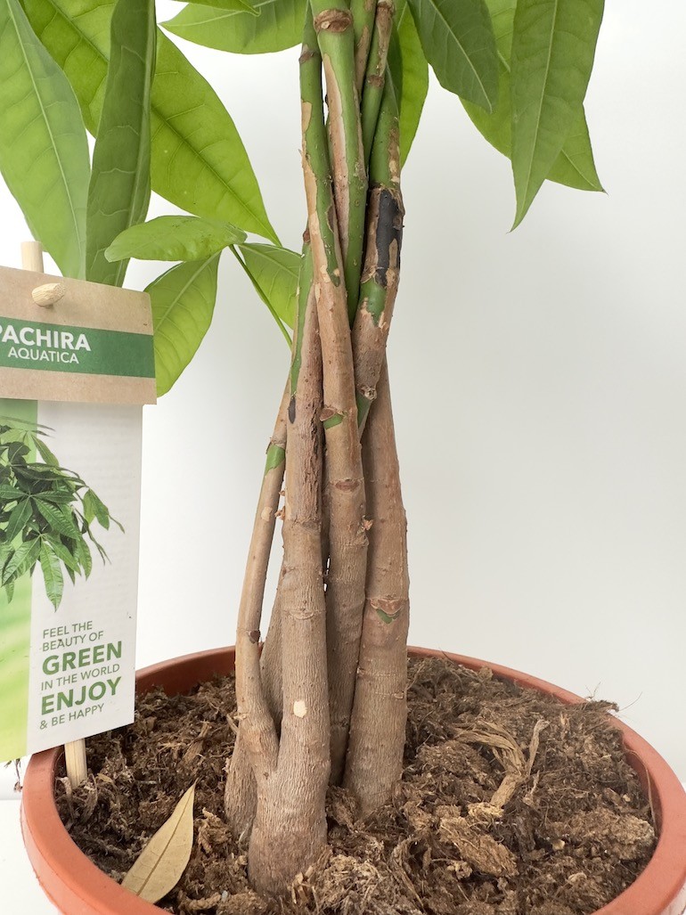 Pachira aquatica