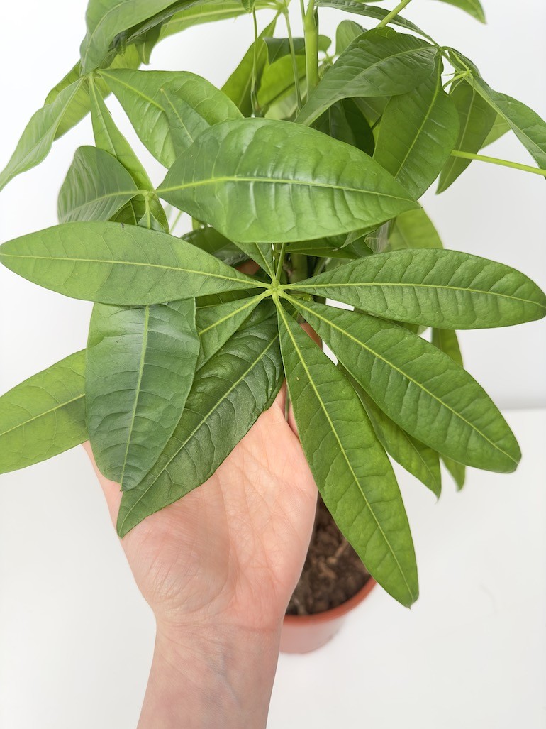 Pachira aquatica