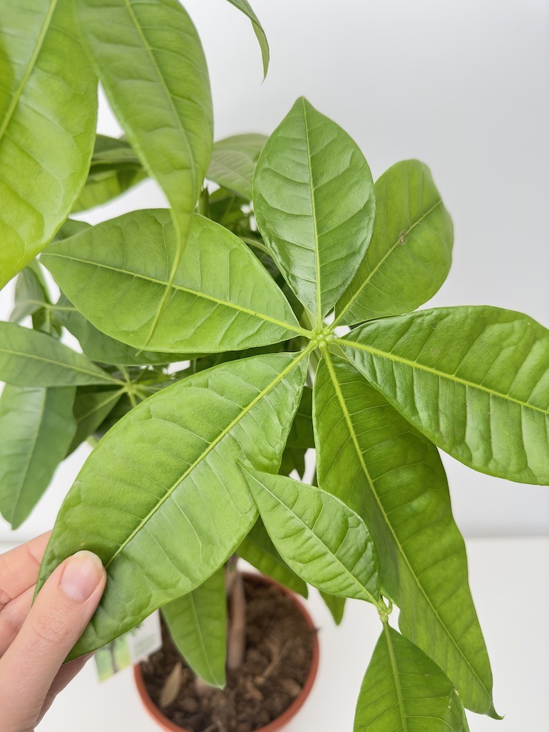 Pachira aquatica