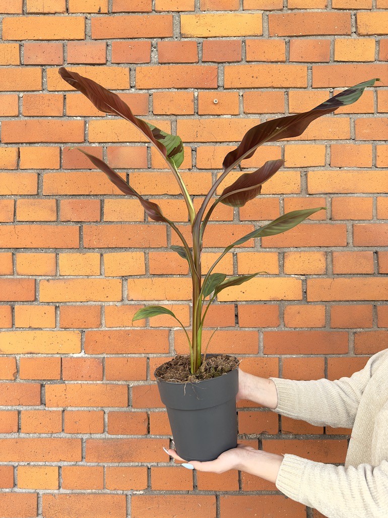 Musa Dwarf Cavendish – Piękna tropikalna roślina do twojego domu