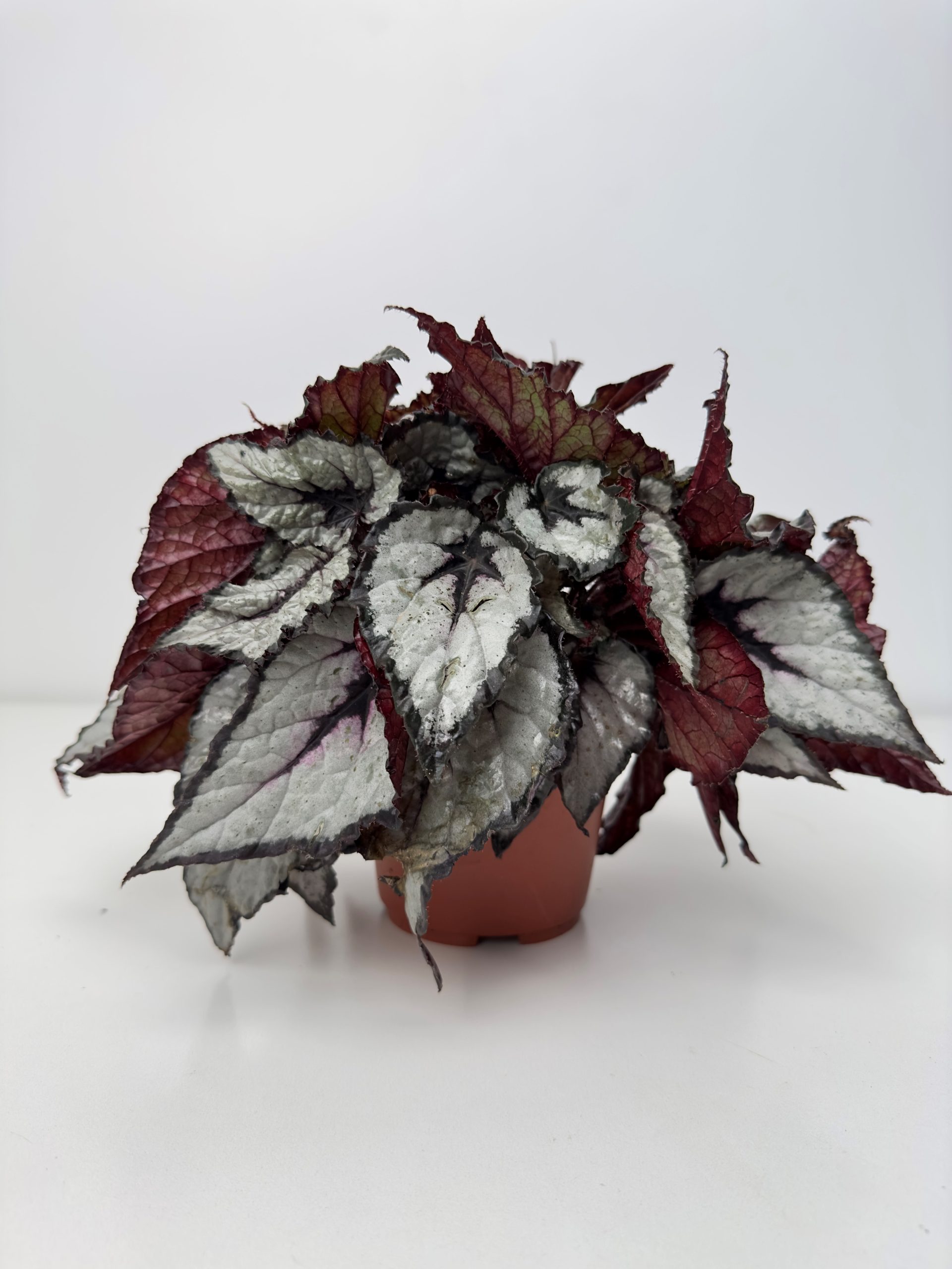 Begonia Magic Colours Magma