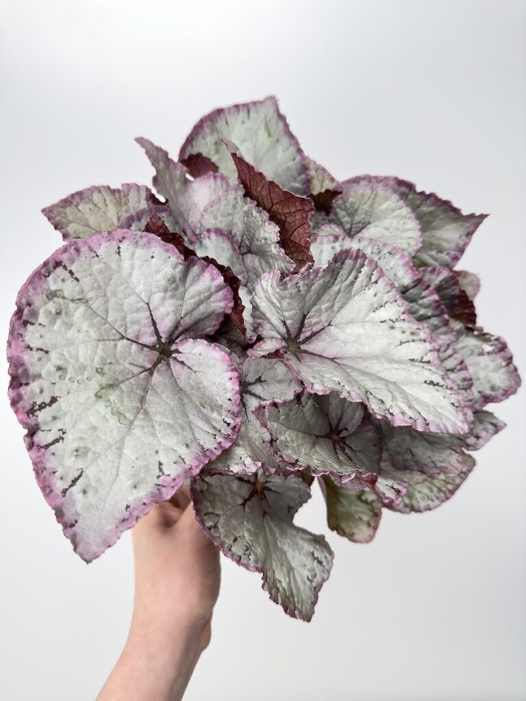 Begonia Maori Haze