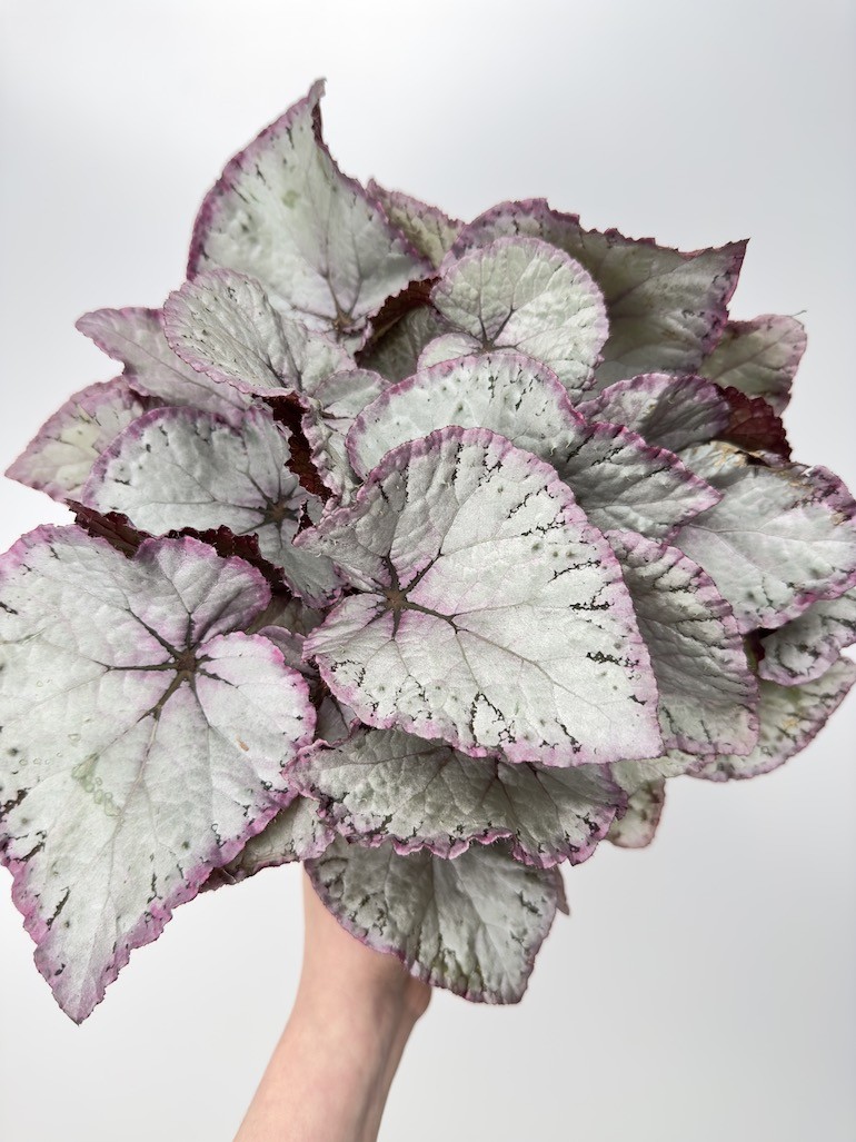 Begonia Maori Haze