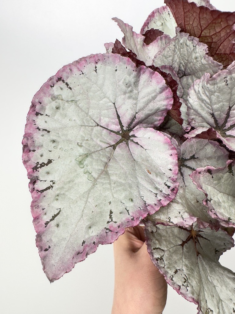 Begonia Maori Haze