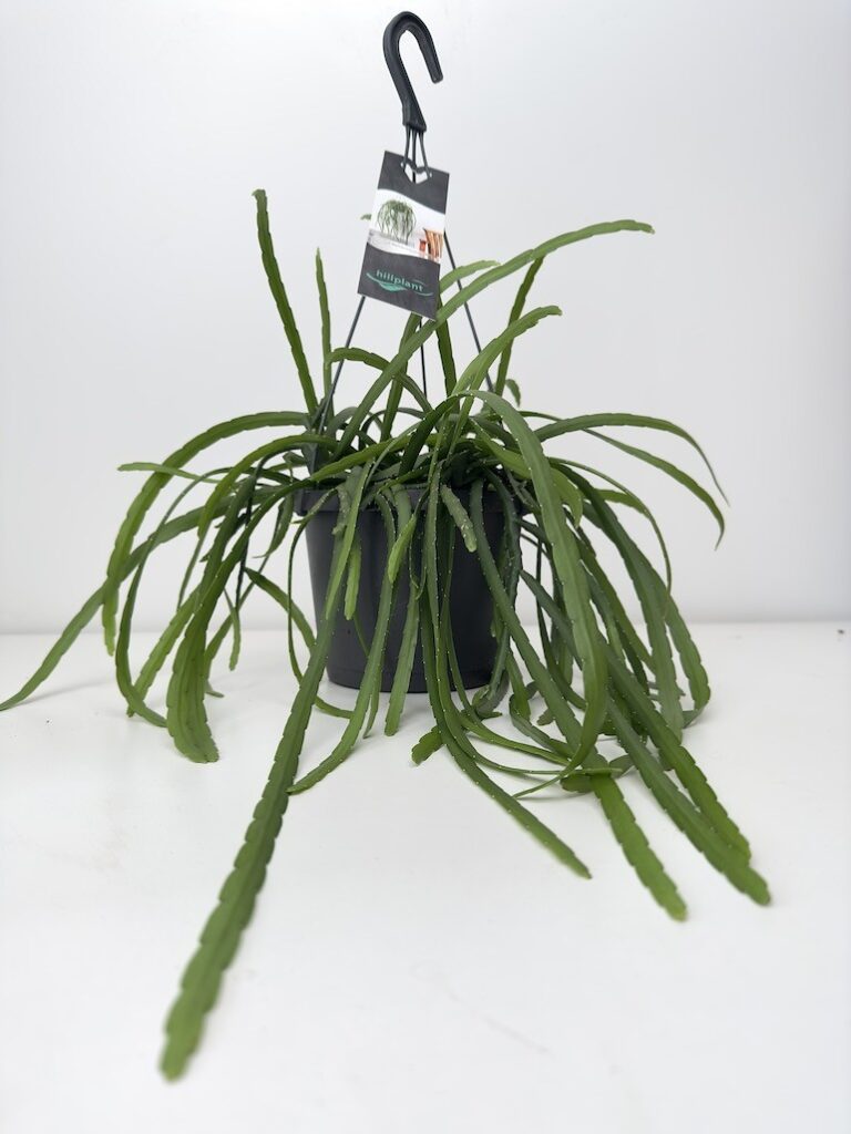 Lepismium Bolivianum M