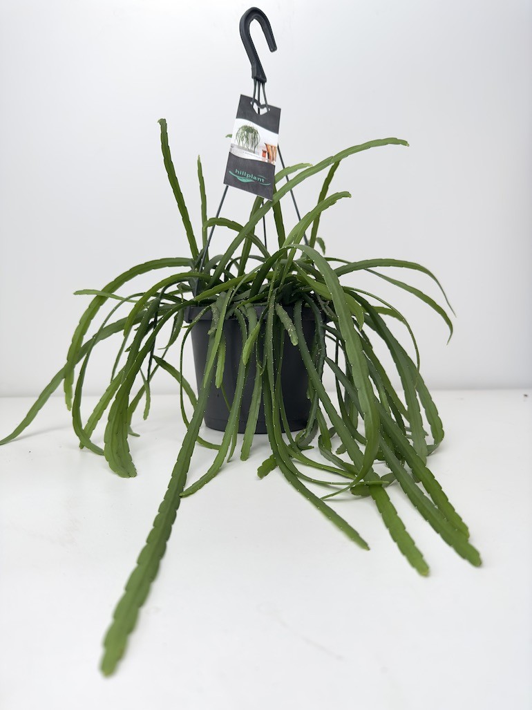 Lepismium Bolivianum