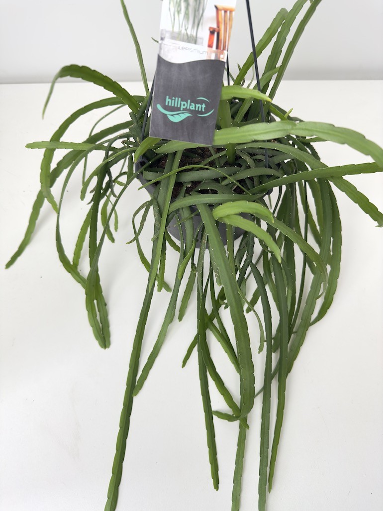 Lepismium Bolivianum