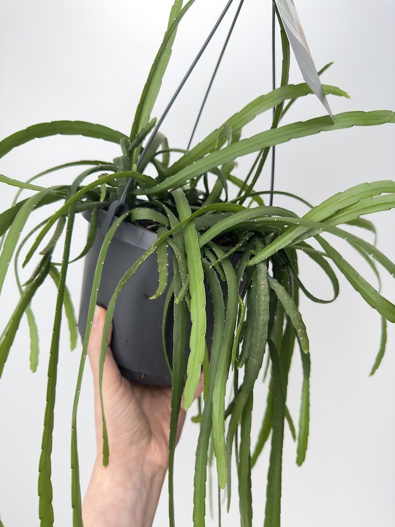 Lepismium Bolivianum